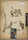 Foto von Salix herbacea L.